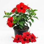 Set of 7 Red Hibiscus Cuttings, Hibiscus Flowers Plants, Tropical Flower Plant for Outdoor Gardening