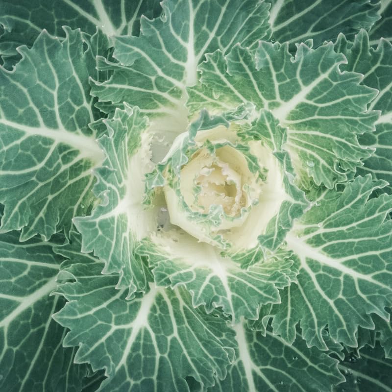 White Ornamental Cabbage Plant in 4 Inch Pot, Colorful Cabbage Plants Live for Outdoor Indoor Garden