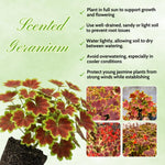 2 Bicolor Leaves Scented Geranium Plants Live 4–7 Inches Tall, Fragrant Flowering Geranium Herb Plant, Indoor Outdoor Container Plant for Garden