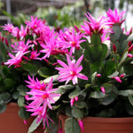 Easter Cactus Live Plant, 4-9” Tall, Rooted Holiday Cactus Succulent Plant for Indoor or Outdoor Growing, Easy Care Flowering Houseplant (Pink Easter Cactus)