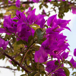 2 Bougainvillea Live Plants, Tropical Bougainvillea Flowering Vine, Fast Growing Outdoor and Container Plant, 4-8'' Tall (Bright Purple)