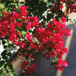 3 Bougainvillea Vine Plants, Bougainvillea Plants Live for Outdoor Landscaping and Containers, 4-7 Inch Tall Well-Rooted, No Pot (Red Pink Bougainvillea)