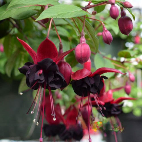 2 Black Fuchsia Live Plants 4-7'' Tall, Hardy Hanging Basket Flower Plant, Shade Loving Blooming Fuchsia Starter Plants