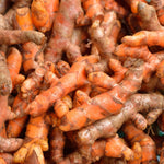 Set 8 Turmeric Roots for Planting, Fresh Yellow Turmeric Root, Curcuma Longa, Ready for Indoor Outdoor Gardening
