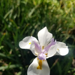 2 African Iris Live Plants, White Bloom Perennial Flowers, 3-5'' Tall, Flowers for Indoor Outdoor Growing
