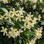 Set 2 Green Jasmine Plant Live, 4-7 Inches Tall, Fast Growing Jasmine Flower Plant, Low Maintenance for Patio and Home Decoration