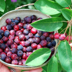 1 Year Old Serviceberry Tree Live Plant, Size 12-18 Inches in Tall in Quart Pot, Domant in Winter, Very Hardy