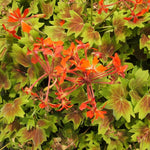 2 Bicolor Leaves Scented Geranium Plants Live 4–7 Inches Tall, Fragrant Flowering Geranium Herb Plant, Indoor Outdoor Container Plant for Garden