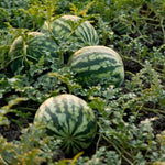 3-5 Inch Tall Sweet Red Watermelon Live Plant
