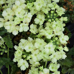Pack 6 Lime Perennial Verbena Plants, Lime Green Verbena Live Plants, Verbena Flower Trailing Plants Live for Planting, Verbena Plants in Zones 7 to 11