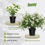 Jasmine Live Plant 4–8″ Tall, Jasmines Flower Vine, Fragrant White Blooms, Outdoor or Container Growing (Highly Fragrant Jasmine)