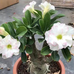 Adenium Desert Rose Plant Live, Desert Rose Live Plant, Succulent Plants from 4 to 7 Inch Long, Gardening Indoor Outdoor (White)