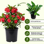 Set 2 Red Euphorbia Milii Plants, Crown of Thorns Live Plant, 5-8 Inc Tall, Hardy Euphorbia Flowering Houseplants