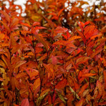 Rare Spirea Shrub Live Tree Plant in Quart Pot, 1 Year Old Well-Rooted, Dormant in Winter, 8-17 Inches in Tall, Winter Meadowsweets Bush for Planting