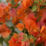 2 Bougainvillea Live Plants, Tropical Bougainvillea Flowering Vine, Fast Growing Outdoor and Container Plant, 4-8'' Tall (Orange Blooms)
