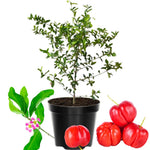 Barbados Cherry Tree Live Plant for Planting, 4-8 Inch Tall, Acerola Barbados Cherry Plant Live, No Pot