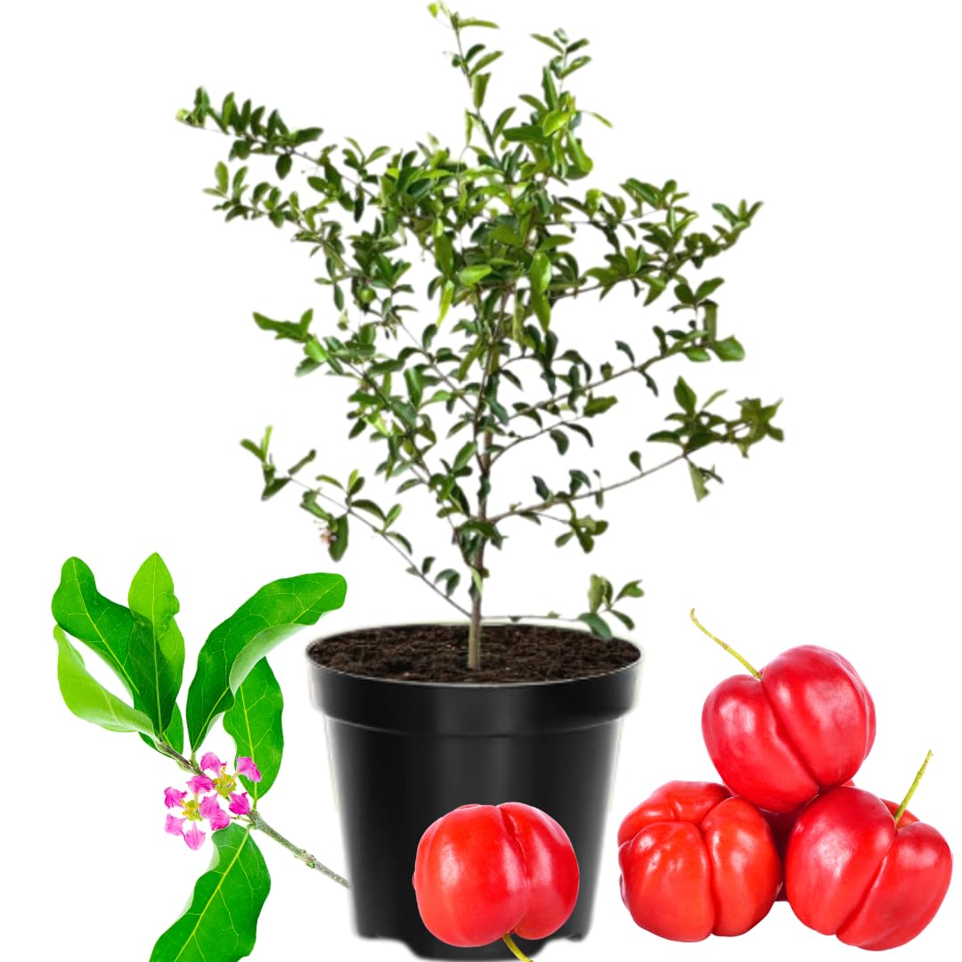 Barbados Cherry Tree Live Plant for Planting, 4-8 Inch Tall, Acerola Barbados Cherry Plant Live, No Pot