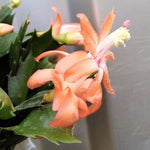 Live Salmon Christmas Cactus Live Plant 4–6 Inches Tall, Winter Blooming False Thanksgiving Cactus Well Rooted, Flowering Houseplant for Home and Office