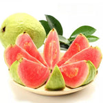 Pink Guava Plant, Sweet Guava Tree Live Plant for Edible Fruits and Tropical Landscaping, 10 Inc Tall