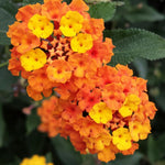 Orange Lantana Plants Live in 4 Inch Pot, Perennial Lantana Plants Live for Planting Outdoors Garden, 4-6 Inch Tall, Vibrant Flowers Colors