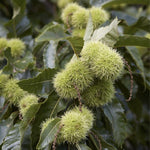 Chestnut Plant Live 6-12 Inches Tall, Chestnut Bareroot Tree