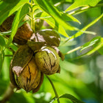 Set 4 Pecan Trees Plants Lives Bare Roots, Hardy Nut Tree, 1 to 2 Feet Tall, Pecan Bare Roots, No Leaves, No Pot