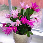 Pack of 2 Mix Easter Cactus Plants, Holiday Cactus Flower Plant Succulent, Size 4 to 7 Inch, Without Pot, Easter Cactus Live Plant