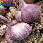 1 Pound Garlic for Planting in Fall Hardneck, 5-6 Purple Garlic Bulbs for Planting, Fresh and High Yield Bulb Variety Pack, Hardy and Fast Growing