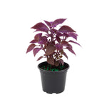 2 Purple Passion Live Plants, Gynura Purple Velvet Passion Plants, 4-8 Inches, Indoor Outdoor Planting