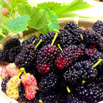 Set of 2 Illinois Everbearing Mulberry Trees Live Plants, Starter 4-6 Inches Tall, No Pot, Mulberry Bush Fruit for Outdoor Growing, Cold Hardy