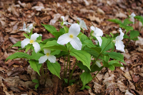 10 Bulbs of Mix Trillium Bulbs, Large Bulbs, Trillium Perennial Flower Bulbs, Trillium Bulb for Planting Indoor Outdoor, Trillium Flower Bulbs