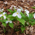 Pack of 10 Trillium Bulbs, Mix Trillium Large Bulbs, Trillium Flower Bulbs, Perennial Flower Bulbs, Easy to Plant Indoors Outdoors, Trillium Bulb