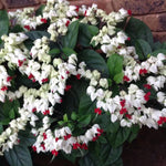 3 Clerodendrum Bleeding Heart Plants Live for Planting, 5-10 Inch Height, Clerodendrum Bleeding Heart Vine Indoor Outdoor (White Bleeding Heart)
