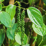 2 Live Piper Nigrum Plants, 4 to 6 Inc Long, Black Pepper Plant Live, Live Pepper Plant, Black Pepper Tree Live Plant, Black Pepper Well Rooted for Garden, Ready to Plant