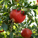 Pomegranate Tree Live Plant in 4 Inch Pot, 7 to 10 Inch Tall Live Pomegranate Tree, Sweet Fruits