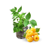 Cold Hardy Raspberry Plants Live for Planting, 6-8 Months Old Raspberry Bushes Live Plant, 5-9" Ready to Plant, Dormant in Winter, Fall Gold Variety