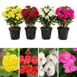 Set 2 Asorted Euphorbia Milii Plants, Crown of Thorns Live Plant, 5-8 Inc Tall, Hardy Euphorbia Flowering Houseplants