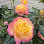 Rose Live Plant, Roses Flower Plant, Fragrant Flower for Planting, 4-6 Inches Tall, Bush Shrub Plants, Well Rooted, Ready to Grow (Orange Rose)