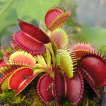 3 Venus Flytrap Plants Live in Pot, Random Different Cultivar, Starter Size, Easy to Grow Tropical Plant Terrarium Indoor Outdoor