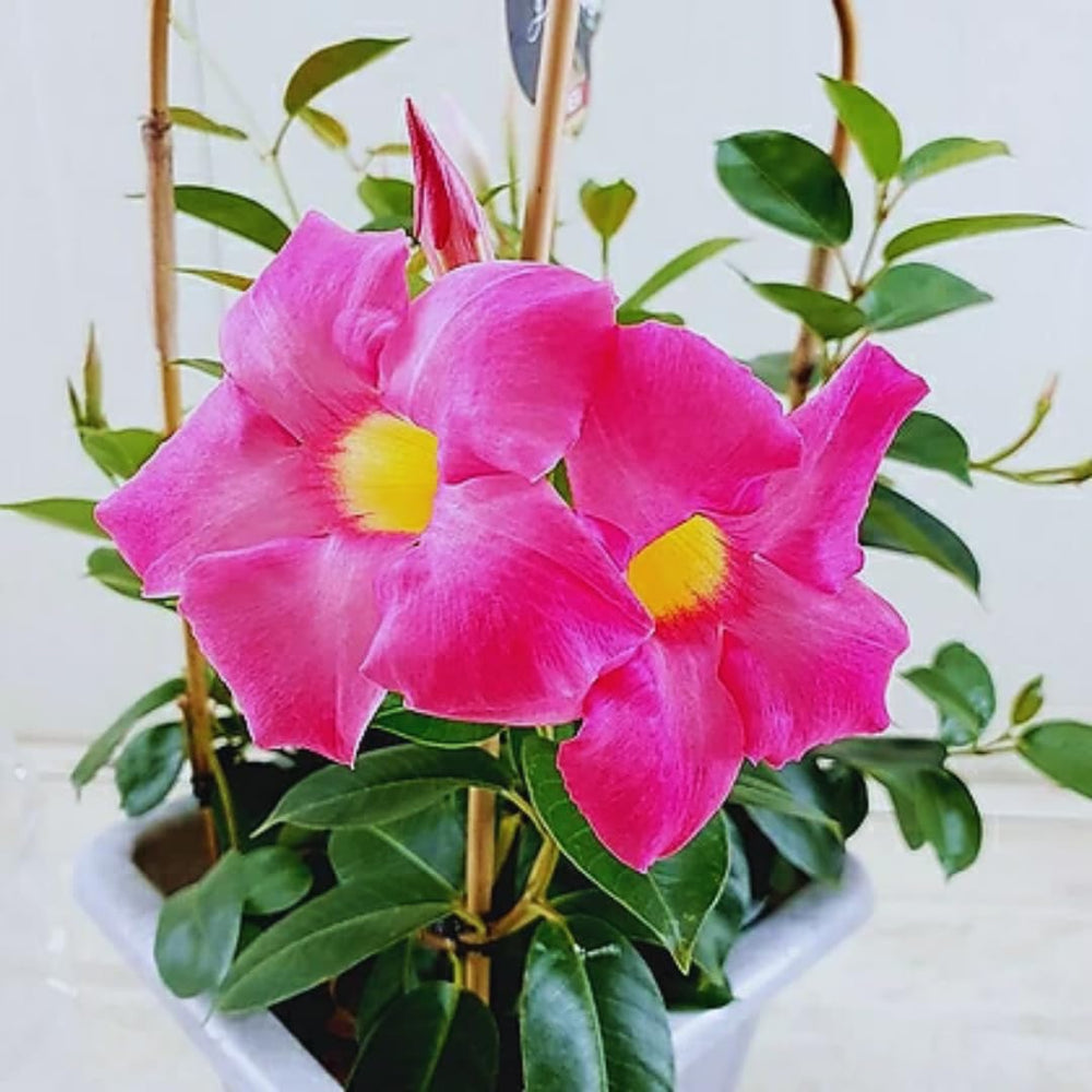 Set of 2 Mandevilla Plants Live, Pink Mandevilla Live Plants, 5 to 6 Inches Tall, Mandevilla Well Rooted