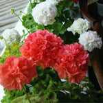 Live Geranium Plants, 4 Salmon Geranium Flower Plants Gernanium Plant Live, 4 to 6 Inches Long, Geranium Live Plants, Geranium Starter Plant