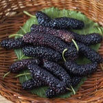 Pack 3 Mulberry Tree Live Plant for Growing 4 to 8 Inch Tall, Dwarf Everbearing Mulberry Bush Live Plant, Mulberry Plant Live Home Garden (Pakistan Mulberry)