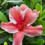 2 Bicolor Red White Azalea Plants Live Tree, Blooming Rhododendron Bushes, 5-10 Inc Tall, No Pot, for Indoor Outdoor Planting, Dogwood Azalea