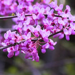 Set 2 Redbud Trees Live Plants, 6-12" Tall, Dormant Bare Root Trees, Hardy Flowering Red Bud for Outdoor Planting