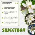 Magnolia Tree Live Plant 6 to 14 Inch Height, Fragrant Magnolia Plant Live to Grow, Magnolia Bush Flowers in Pot (Sweetbay Magnolia)