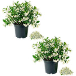 Set 2 Green Jasmine Plant Live, 4-7 Inches Tall, Fast Growing Jasmine Flower Plant, Low Maintenance for Patio and Home Decoration