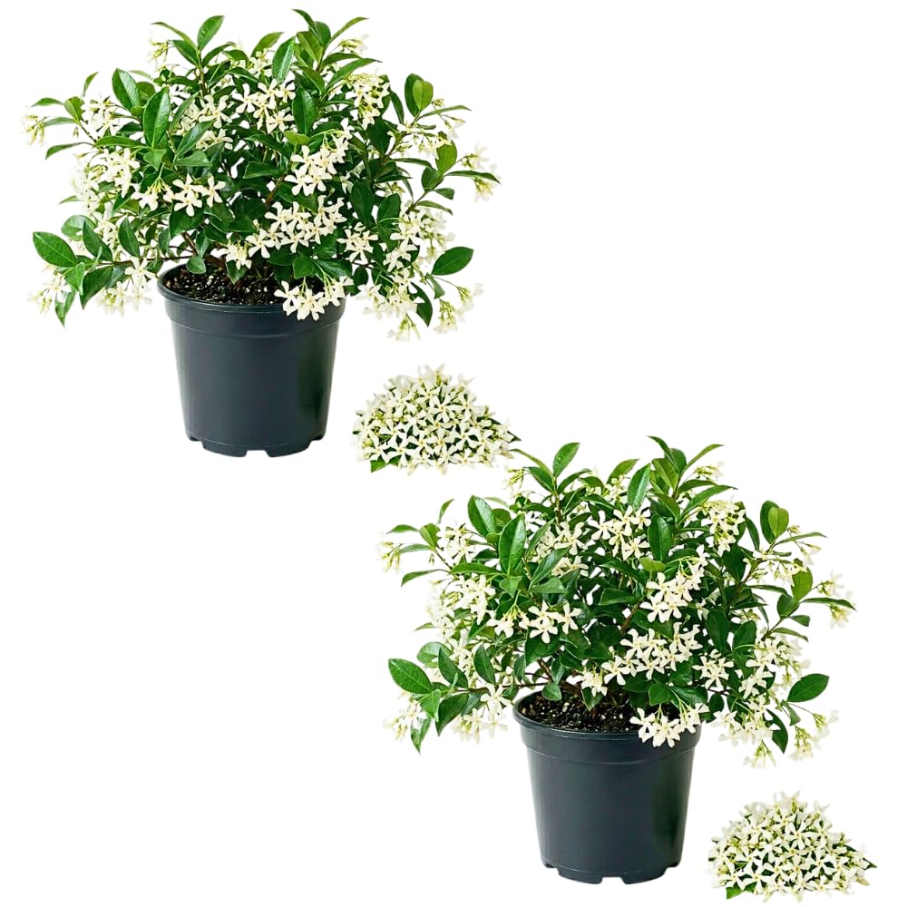 Set 2 Green Jasmine Plant Live, 4-7 Inches Tall, Fast Growing Jasmine Flower Plant, Low Maintenance for Patio and Home Decoration