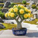02 Double Yellow Desert Rose Live Plants, Starter Adenium 3-6 Inches Tall, No Pot, No Flower, Tropical Flowering Succulent Plants for Indoor Outdoor Growing