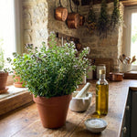 2 Oregano Plants Live 4-7 Inches Tall, Fragrant Herb for Garden, Patio Pots, Indoor and Outdoor Use