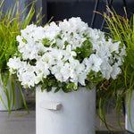 White Azalea Live Plant, Rhododendron Flowering Shrub for Outdoor Planting, 10 Inches Tall, Hardy Azalea Bush for Landscape and Garden